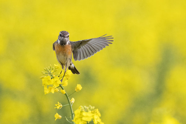 Stonechat (female)