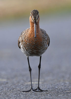 Blacktailed Godwit