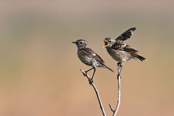 Stonechats (female with juvenile)