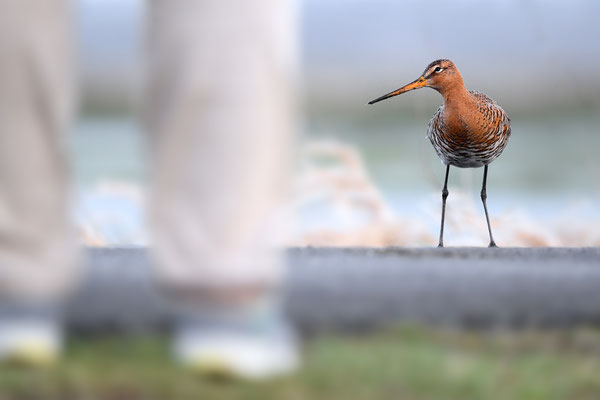 Blacktailed Godwit