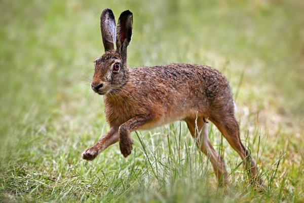 Hare