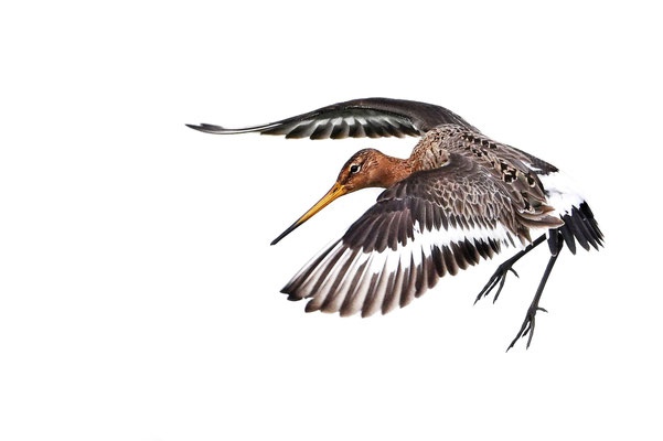 'Limosa'