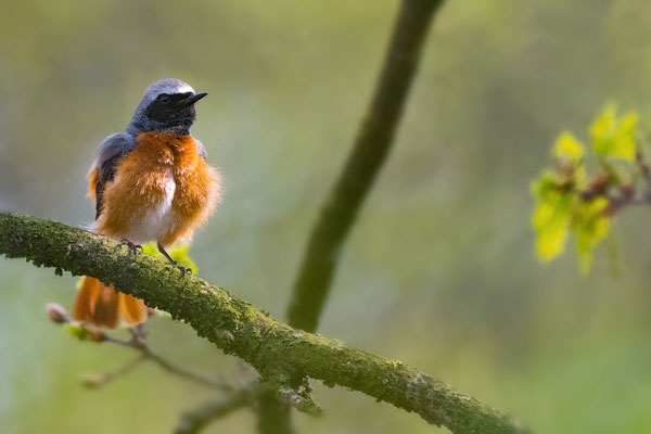 Common Redstart (male)