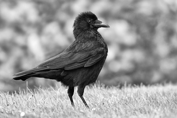Carrion Crow