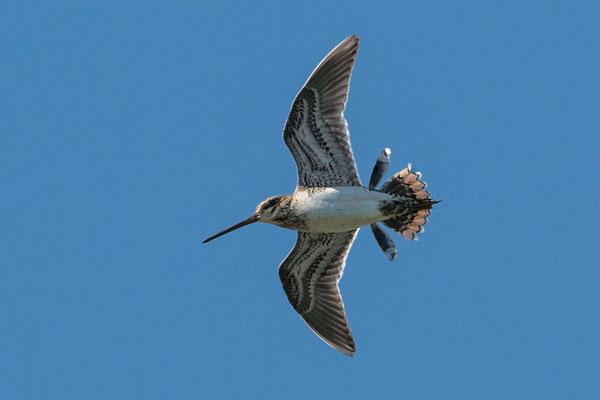 Common Snipe