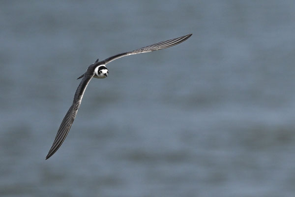 Black Tern