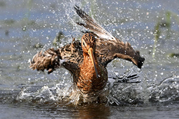 Blacktailed Godwit