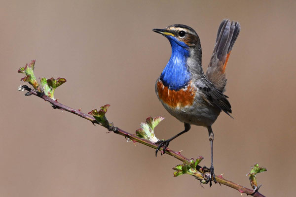 Bluethroat