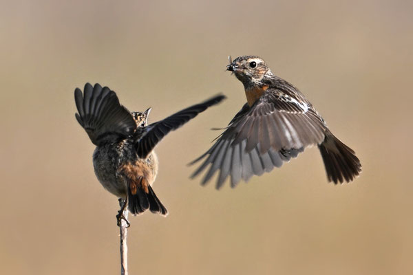 Stonechats (female with juvenile)