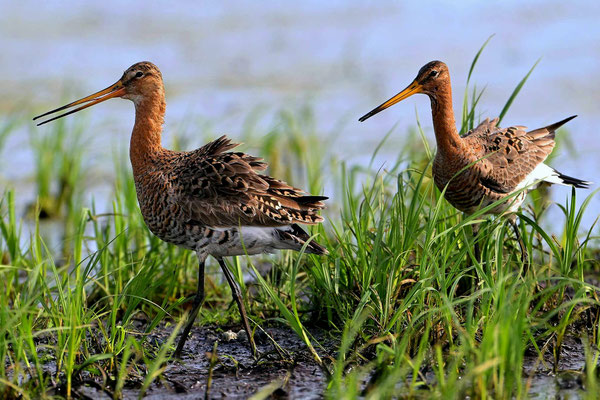 Blacktailed Godwits