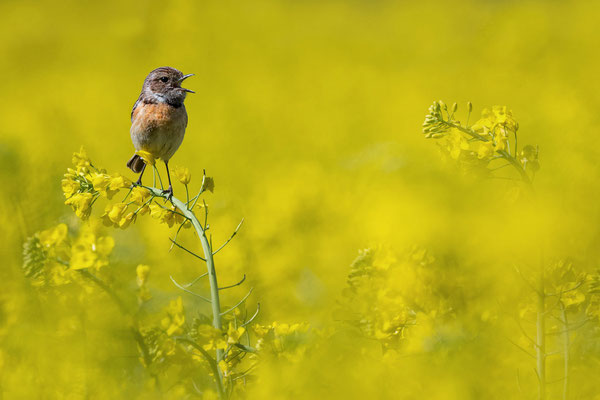 Stonechat (female)