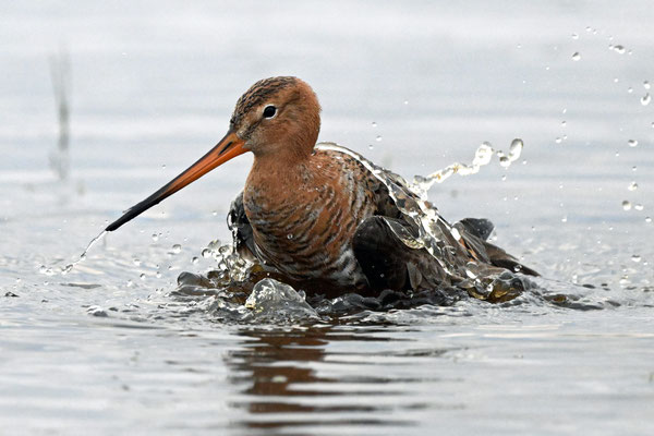 Backtailed Godwit
