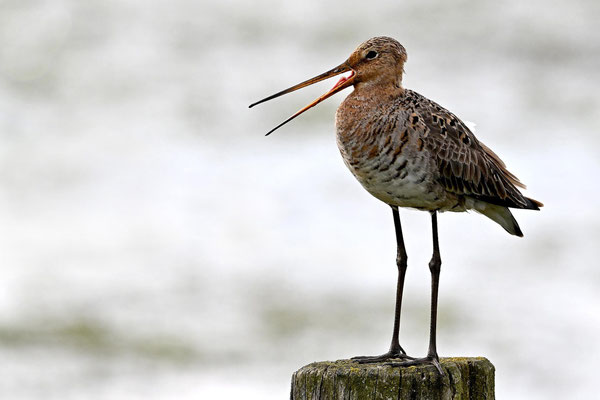 Blacktailed Godwit