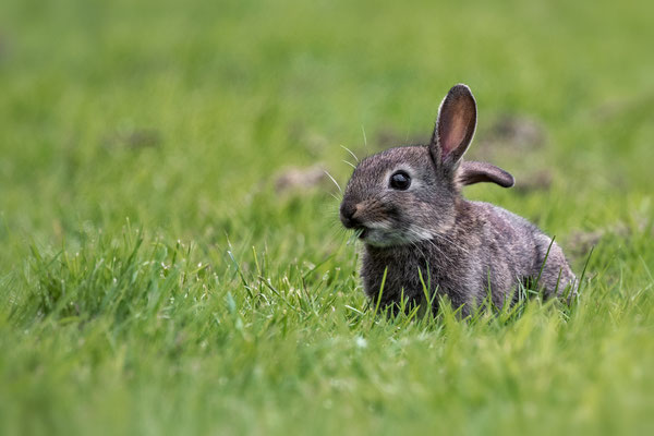 Wild rabbit