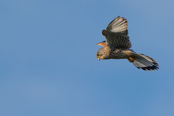 Common Kestrel