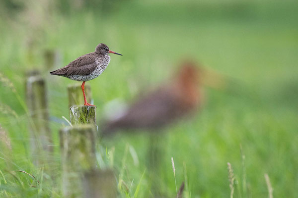 Redshank and Blacktailed Godwit