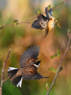 Sedge Warbler and Reed Bunting
