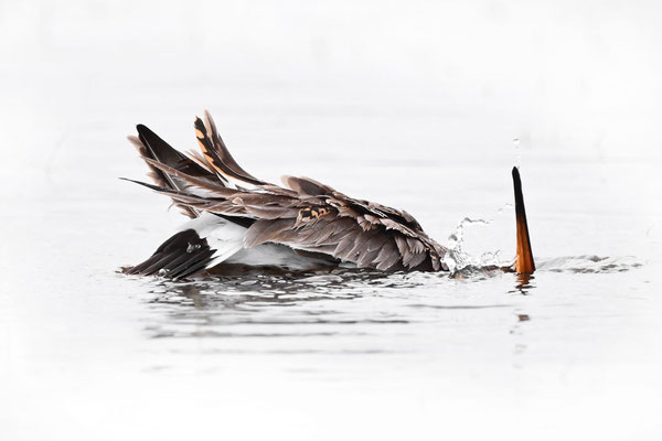 Blacktailed Godwit