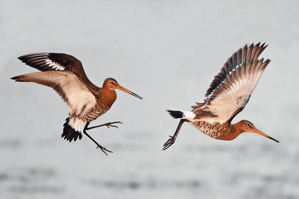 Backtailed Godwits