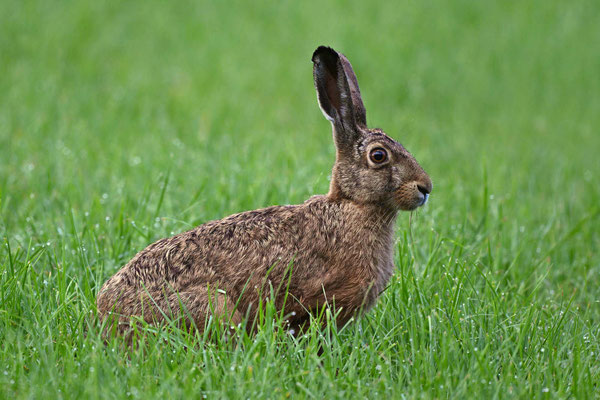 Hare