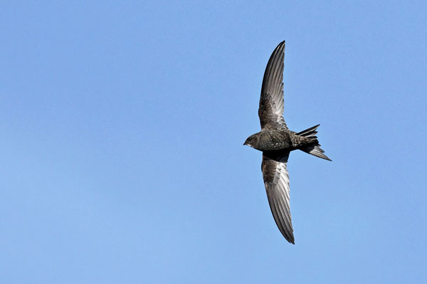 Common Swift