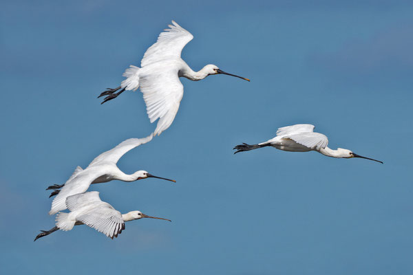 Eurasian Spoonbill