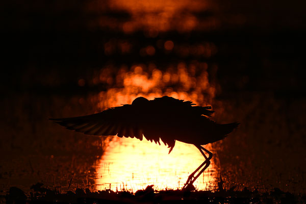 Blacktailed Godwit
