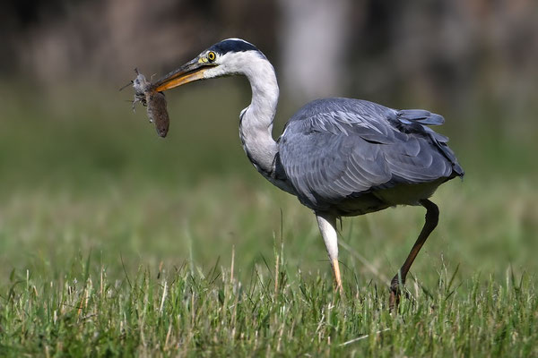 Grey Heron with Vole