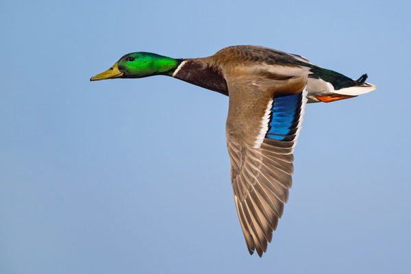 Mallard
