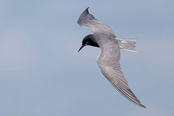 Black Tern