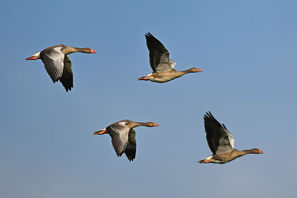 Graylag Gooses