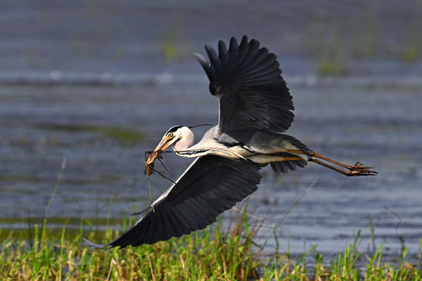 Grey Heron with Wild Carp