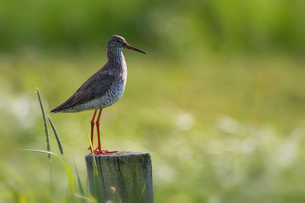Redshank