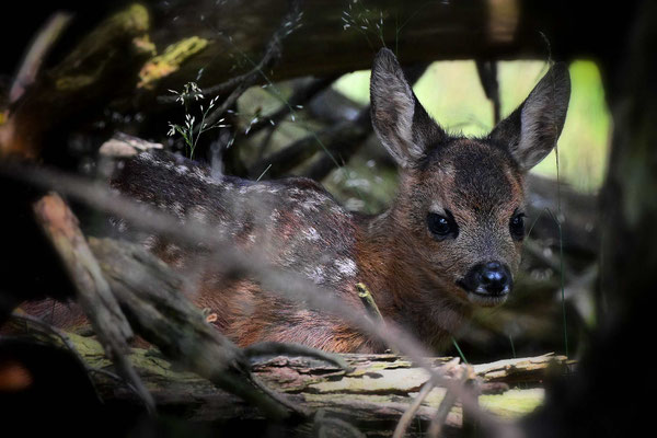 Roe deer fawn