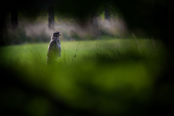 Common Buzzard