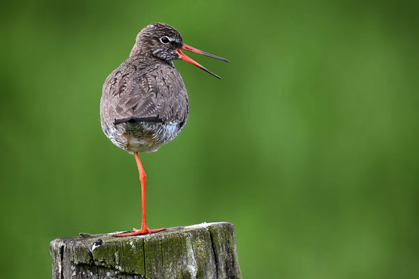 Redshank