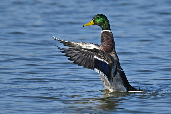 Mallard (male)