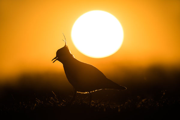 Northern Lapwing