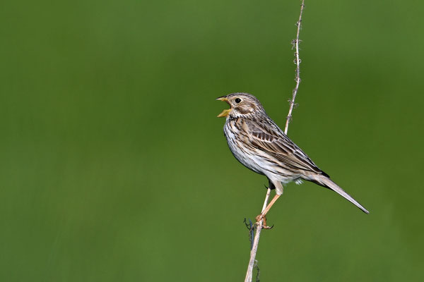 Corn Bunting