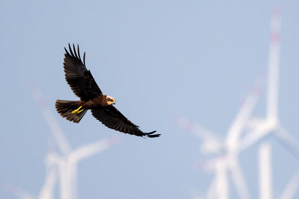 Marsh Harrier (female)