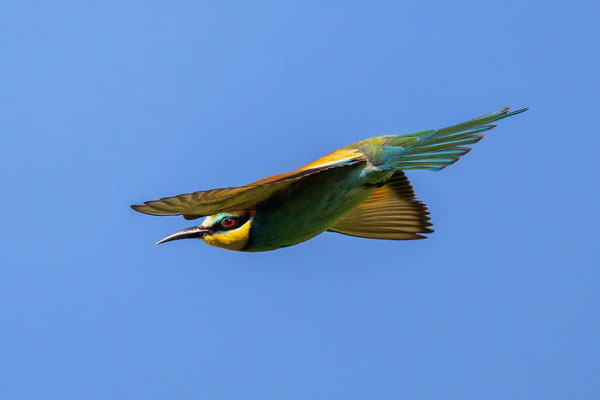 Nikon Z8 with Nikkor Z600 6.3 S PF