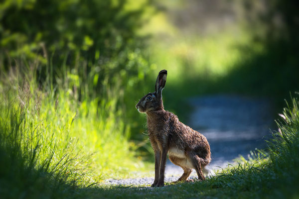 Hare