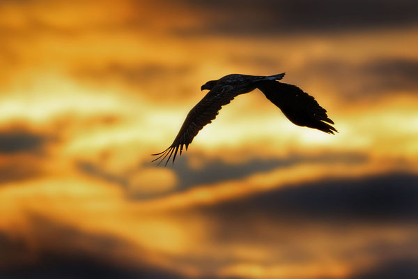White-tailed Eagle