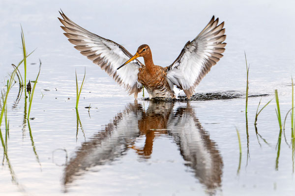 Blacktailed Godwit