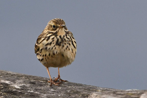 Meadow Pipit