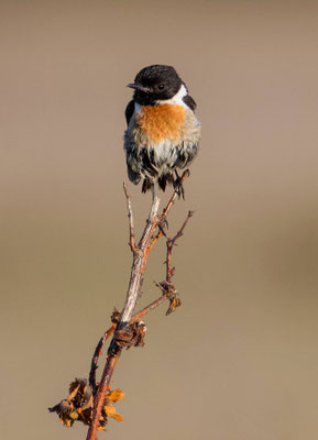 Stonechat (male)