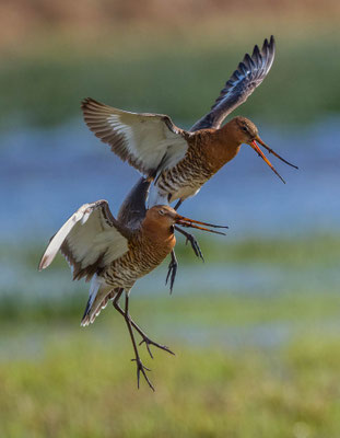 Backtailed Godwits