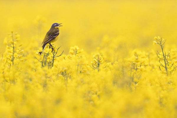 Western Yellow Wagtail (male)