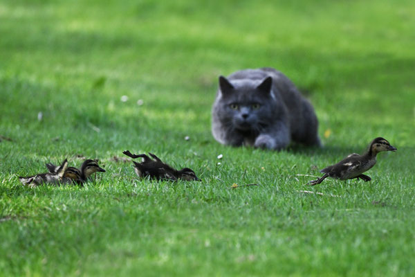 Domestic cat will kill one Mallard duckling