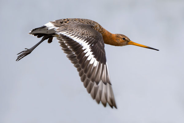Blacktailed Godwit